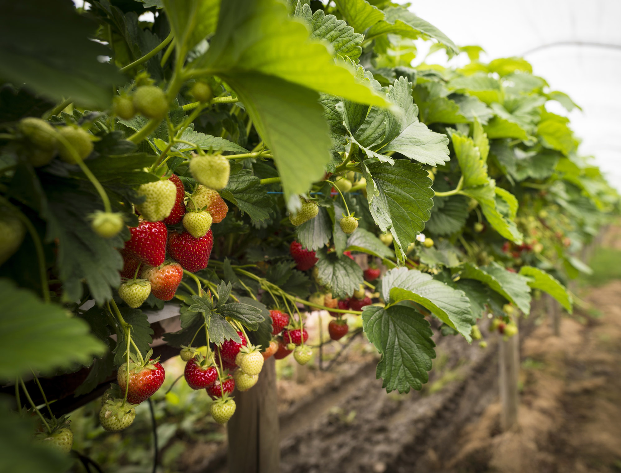 Strawberry Planting has begun at the farm 🍓