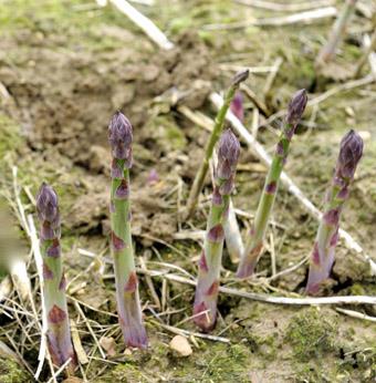 asparagus growing in the field